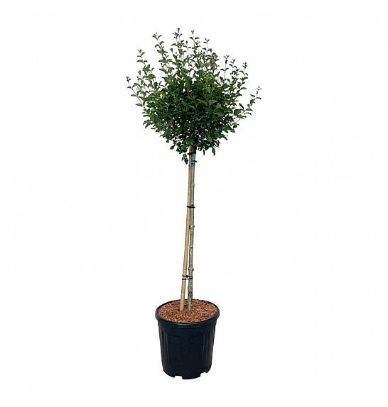 Syringa BLOOMERANG® Pink Perfume C15 Lit. Na steblu 90 cm