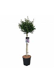 Syringa meyeri Palibin C15 Lit. Na steblu 90 cm