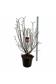 Syringa vulgaris Andenken an Ludwig Späth C55 Lit. 125-150 cm extra