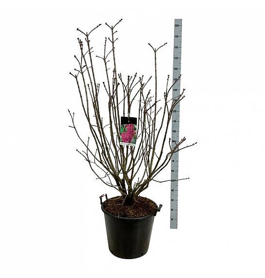 Syringa vulgaris Andenken an Ludwig Späth C55 Lit. 125-150 cm extra