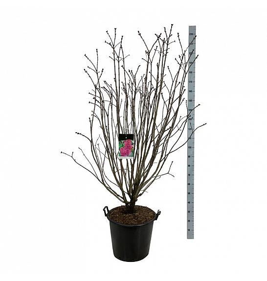 Syringa vulgaris Andenken an Ludwig Späth C55 Lit. 150-175 cm extra