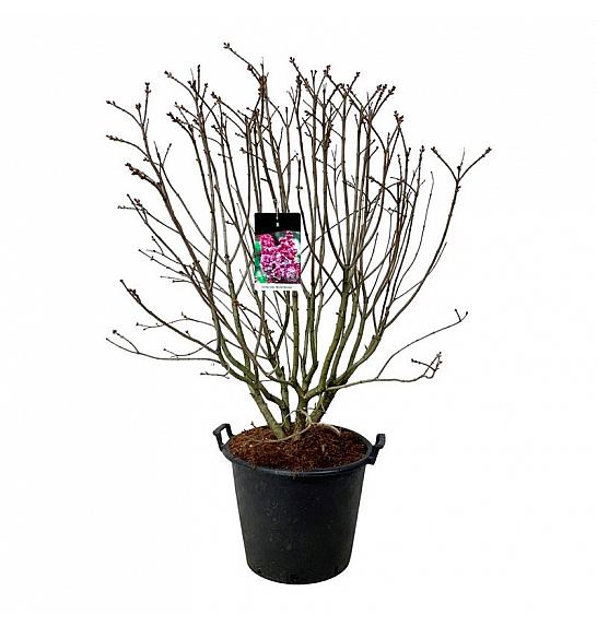 Syringa vulgaris Michel Buchner C55 Lit. 125-150 cm extra