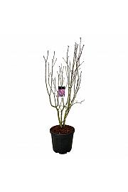 Syringa vulgaris Sensation C55 Lit. 150-175 cm extra