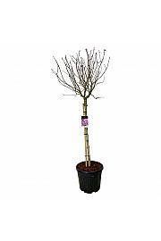 Syringa vulgaris Sensation C55 Lit. Na steblu 120 cm extra