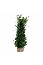 Taxus baccata bala 180-200 cm extra