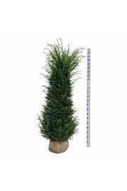 Taxus baccata bala 180-200 cm extra