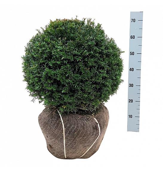 Taxus baccata bala 45-50 cm; Krogla extra