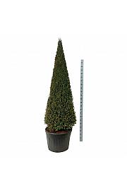 Taxus baccata C130 Lit. 200-225 cm; Piramida