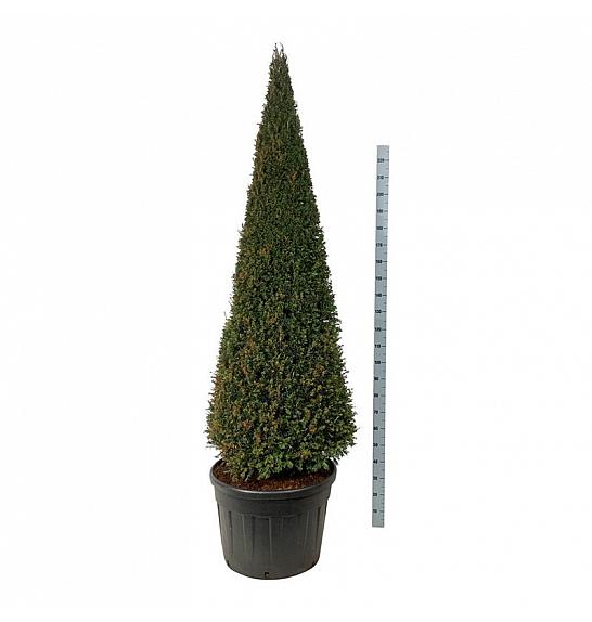 Taxus baccata C130 Lit. 200-225 cm; Piramida