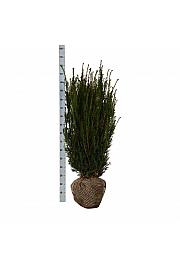 Taxus media Hicksii bala 100-120 cm extra