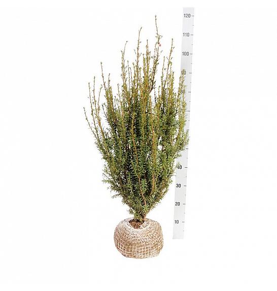 Taxus media Hicksii bala 60-80 cm