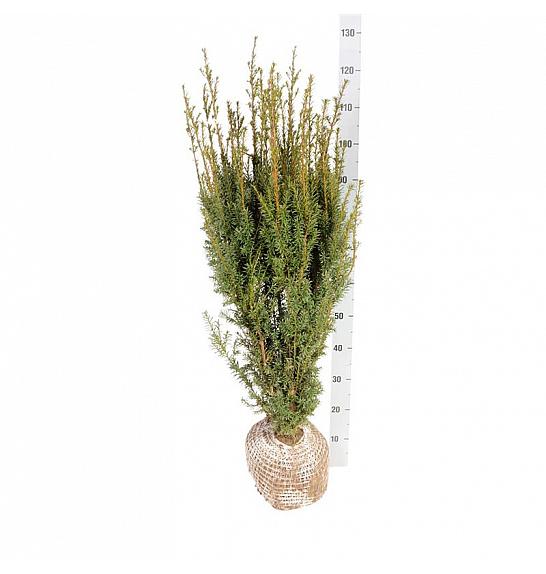 Taxus media Hicksii bala 80-100 cm