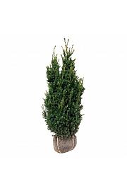 Taxus media Hillii bala 100-120 cm extra