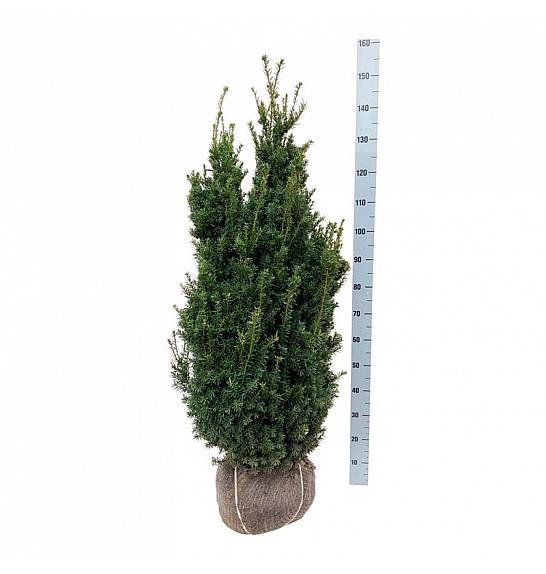Taxus media Hillii bala 100-120 cm extra