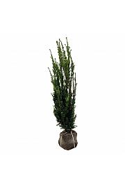 Taxus media Hillii bala 120-140 cm