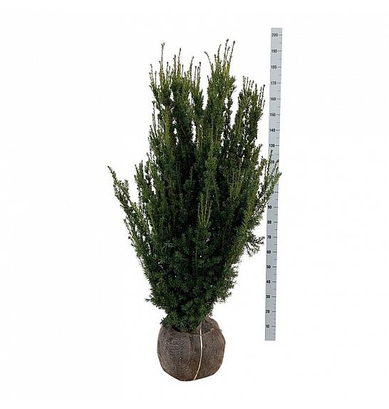 Taxus media Hillii bala 120-140 cm extra