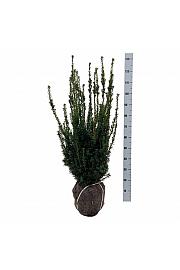Taxus media Hillii bala 80-100 cm extra
