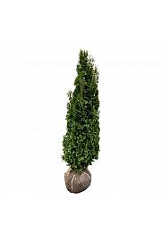 Thuja occidentalis Degroots Spire bala 140-160 cm extra