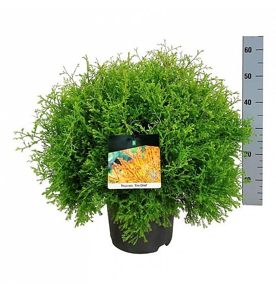 Thuja occidentalis Fire Chief C7 Lit. 40-50 cm