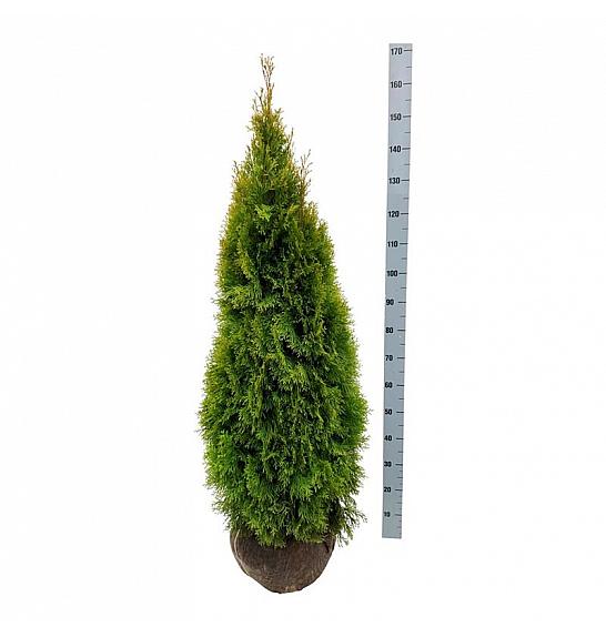 Thuja occidentalis Golden Smaragd PBR bala 120-140 cm extra