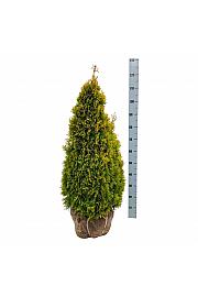 Thuja occidentalis Golden Smaragd PBR bala 80-100 cm extra