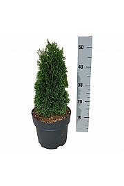 Thuja occidentalis Maks C4 Lit. 25-30 cm