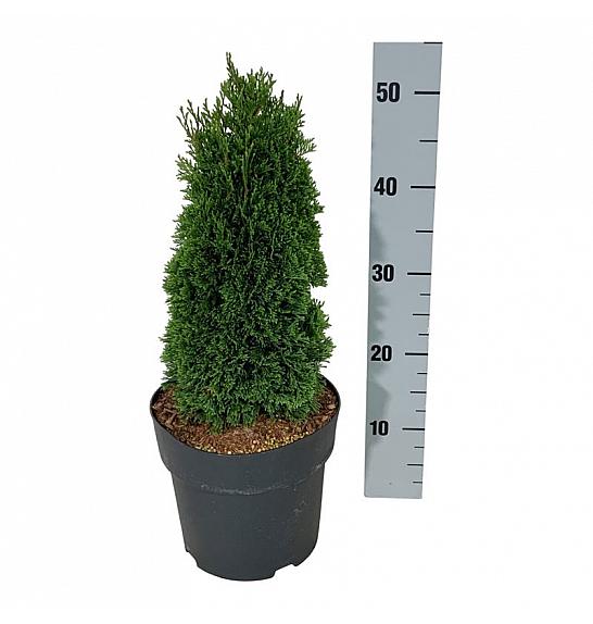 Thuja occidentalis Maks C4 Lit. 25-30 cm