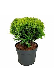 Thuja occidentalis Mirjam C7 Lit. 30-40 cm