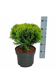 Thuja occidentalis Mirjam C7 Lit. 30-40 cm