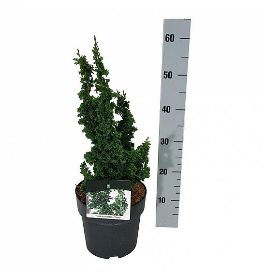 Thuja occidentalis Primo C4 Lit. 25-30 cm