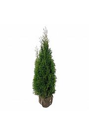Thuja occidentalis Smaragd bala 100-120 cm