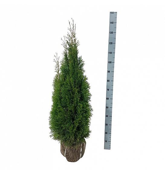 Thuja occidentalis Smaragd bala 100-120 cm
