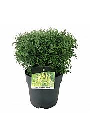 Thuja occidentalis Tiny Tim C7 Lit. 30-35 cm