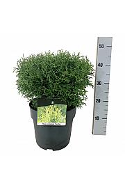Thuja occidentalis Tiny Tim C7 Lit. 30-35 cm
