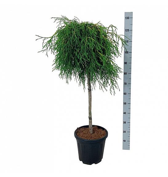 Thuja plicata Kagers Beauty C15 Lit. Na steblu 80 cm