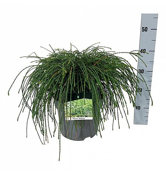 Thuja plicata Whipcord C7 Lit. 40-50 cm