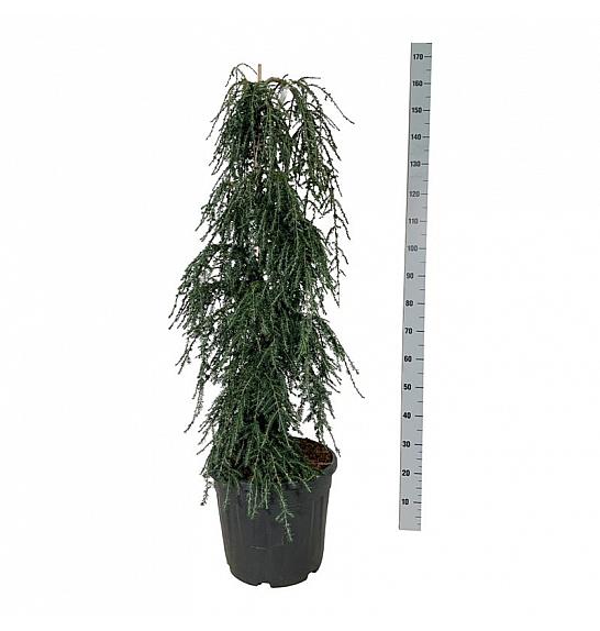 Tsuga canadensis Coles Prostrate C30 Lit. 125-150 cm extra