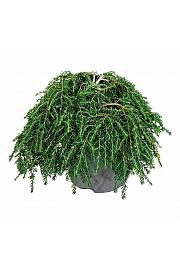 Tsuga canadensis Coles Prostrate C7 Lit. 30-40 cm