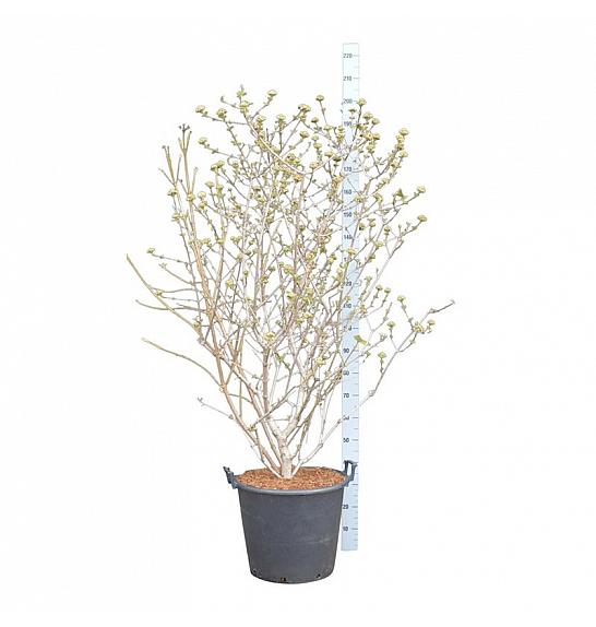 Viburnum carlcephalum C55 Lit. 125-150 cm  extra