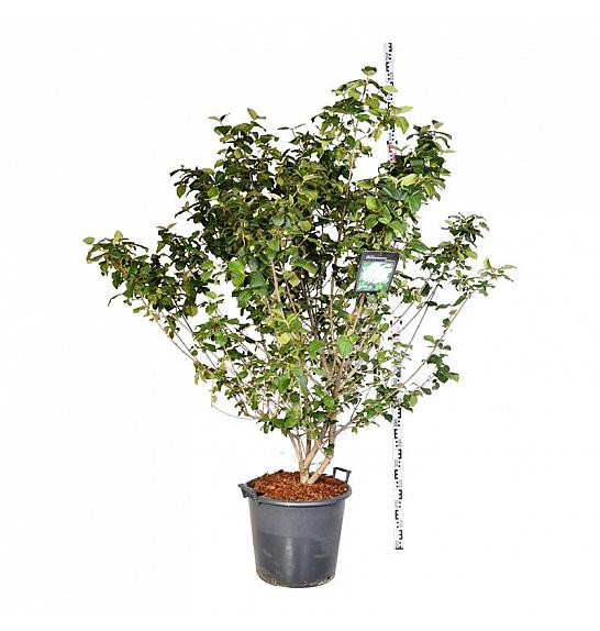 Viburnum carlcephalum C55 Lit. 150-175 cm extra