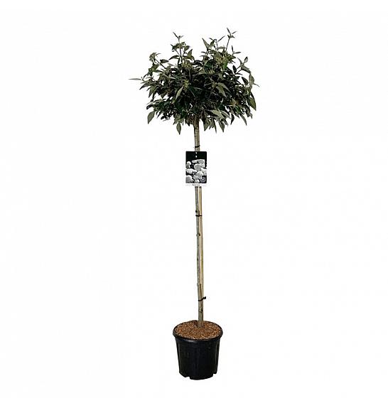 Viburnum Eskimo C15 Lit. Na steblu 120 cm