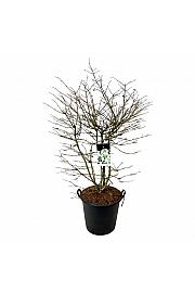 Viburnum plicatum Kilimandjaro (pbr) C55 Lit. 150-175 cm extra