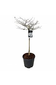 Viburnum plicatum Watanabe C30 Lit. Na steblu 90 cm