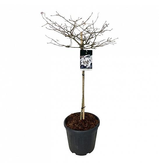 Viburnum plicatum Watanabe C30 Lit. Na steblu 90 cm