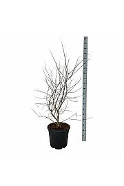 Vitex agnus-castus C30 Lit. 80-100 cm extra