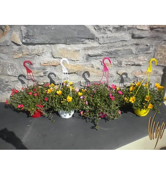 Portulaca Ø16 obešanka