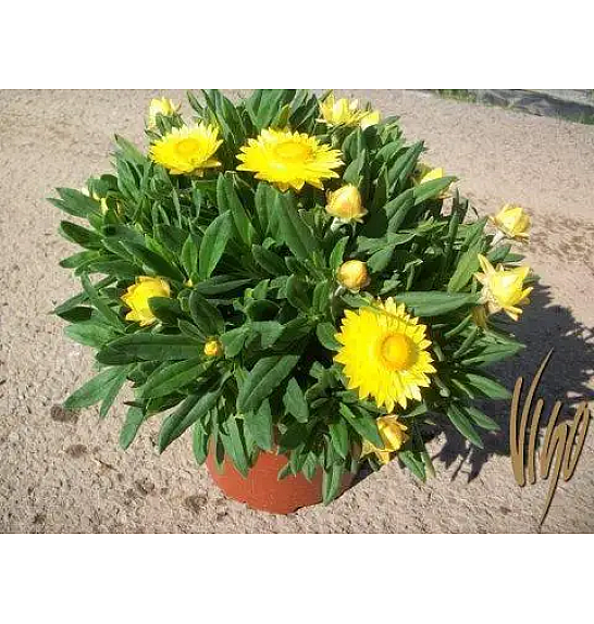 Xerochrysum bracteatum Ø18