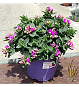 Polygala myrtifolia BB Pink Ø14