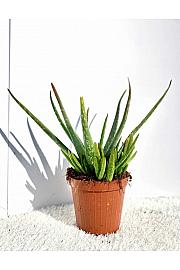 Aloe Vera Ø14