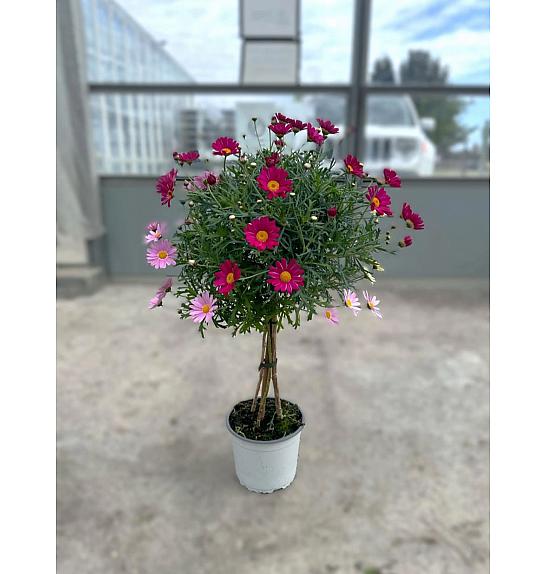 Chrysanthemum frutescens Ø18 twins Na Steblu 30 cm